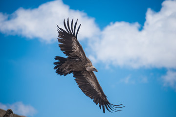 Vulture in  blue sky