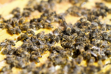 Honigbienen Nahaufnahme