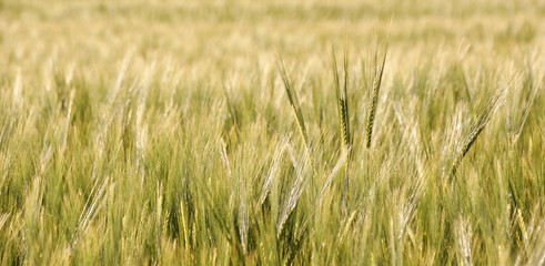 Landscape with wheat field in Spring sunshine