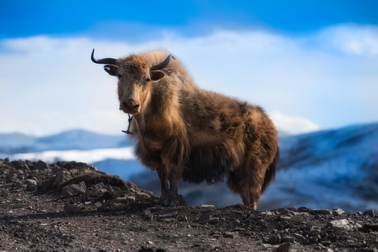 yak on the mountain