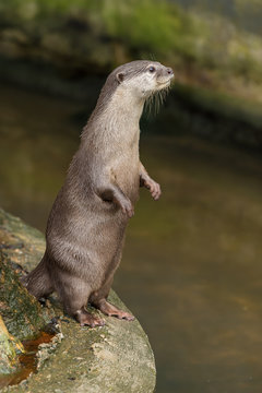 Asian small-clawed otter lie down on the rock.
