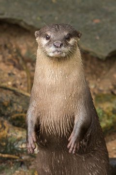 Asian small-clawed otter lie down on the rock.