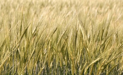 Landscape with wheat field in Spring sunshine