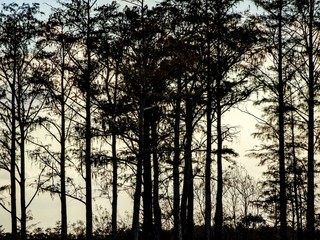 silhouette of trees at sunset in swamp