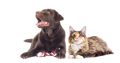 Brown Labrador Dog and cat