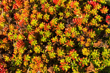 Obraz premium View of a suculent plant