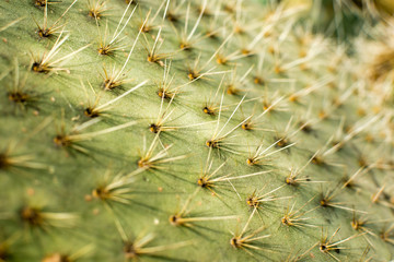 View of cactus spikes