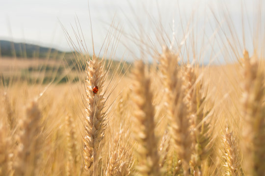 coccinella su grano