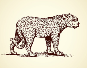 Leopard. Vector illustration © Marina