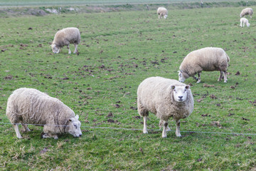 Herd of sheep on the dike