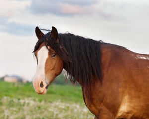 Portrait of chestnut wild horse on a meadow in summer background