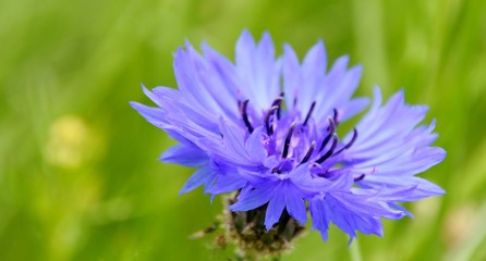 Close up of a beautiful blue Cornflower in Spring sunlight