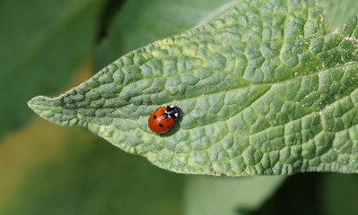 Coccinella Septempunctata