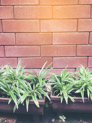 green leaves against the background of orange old brick wall