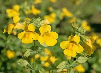 Gelbe Gauklerblume, Mimulus guttatus