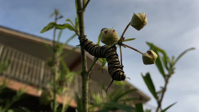 Monarch butterfly caterpillar Insect eats swan plant. Wildlife and nature background. 