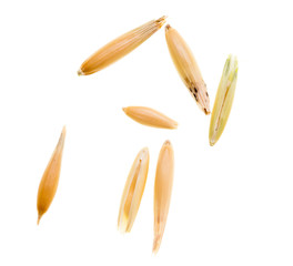 Grain of oats isolated on white background
