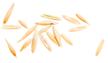 Grain of oats isolated on white background
