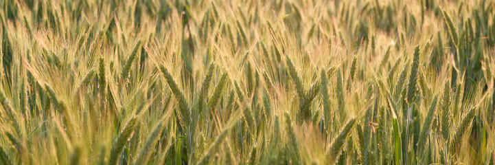 Lichtdurchflutetes Kornfeld 