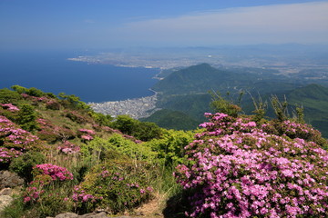 絶景　鶴見岳のミヤマキリシマ