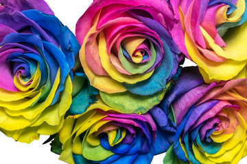 Fototapeta na wymiar Beautiful multicolor rose flower isolated on white background