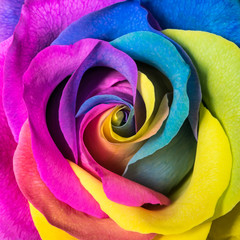 Beautiful multicolor rose flower background