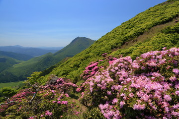 絶景　鶴見岳のミヤマキリシマ
