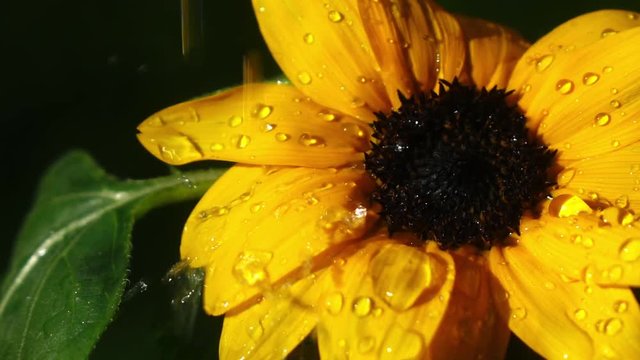 Water drops are falling on sunflower in slow motion. Macro shot of beautiful nature flower. 
