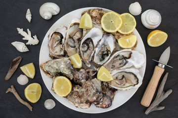 Oysters with oyster knife, lemon fruit, shells and driftwood on slate. 