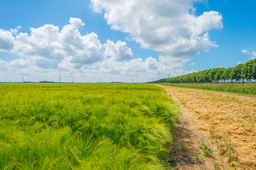 Fototapeta premium Wheat field in spring in sunlight