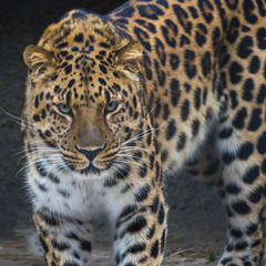 Portrait of Amur leopard.