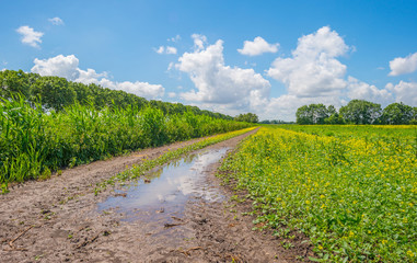 Path through reed and wild flowers in spring