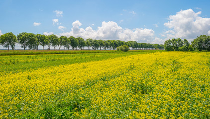 Yellow wild flowers in a field in spring
