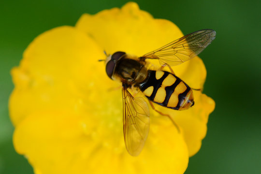 Hover-fly (syrphus ribesii) on a buttercup flower, seaton country park,  cornwall, uk