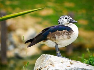 Canard