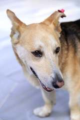 Obraz premium Cute homeless street dog wandering around