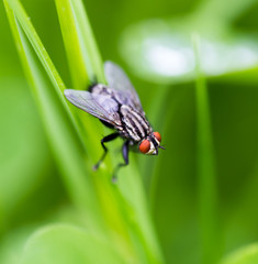 Fly on the green grass outdoors