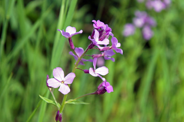 Purple Dame's Rocket flower