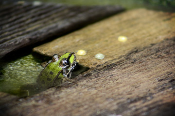 Frosch guckt aus dem Wasser heraus und hält sich an einer Holzlatte fest