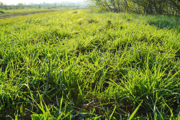 Background of green fresh grass with dew in the morning