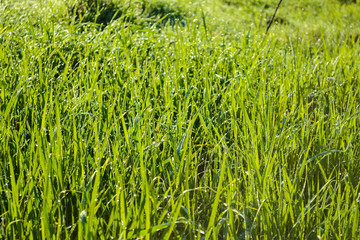 Fototapeta premium Background of green fresh grass with dew in the morning