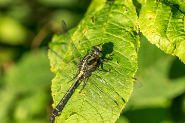 Dragon fly on a green leaf