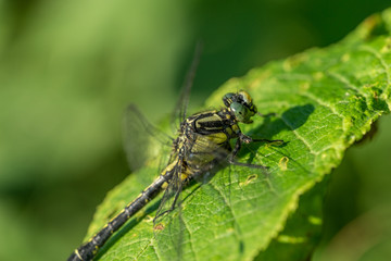 Dragon fly on a green leaf