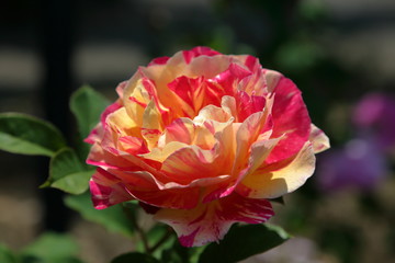  カワイイ　ラブローズ