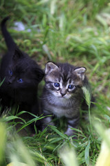 Two cute newborn kittens