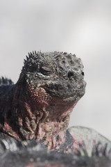 Galapagos Marine iguana (Amblyrhynchus cristatus), Punta Suarez, Espanola, Galapagos Islands