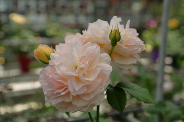  カワイイ　ラブローズ