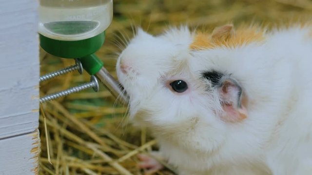 Guinea pig drinking in contact zoo