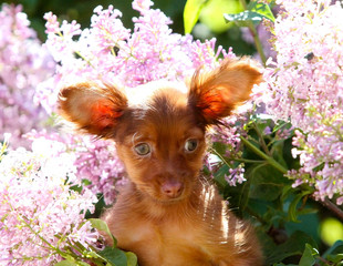 Portrait of a cute red puppy on a background of blossoming lilacs. Dog with raised ears in the...