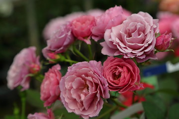 ラブローズ　The roses